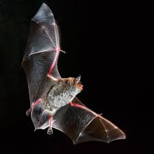 Bat