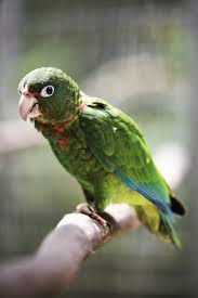 Parrot