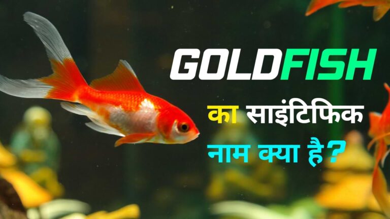 Goldfish Ka Scientific Naam Kya Hai