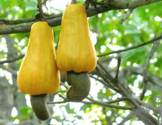 Cashew apple