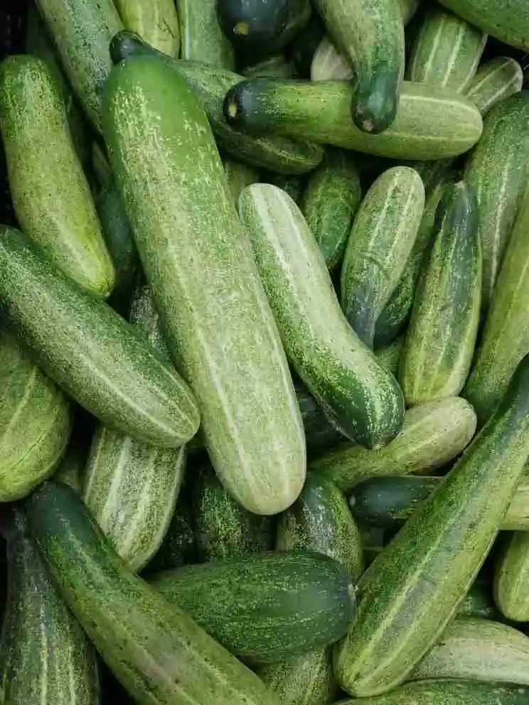 Cucumber