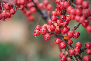 Hawthorn berry