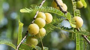 Indian gooseberry