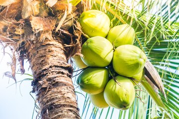 Palmyra fruit