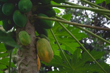 Papaya