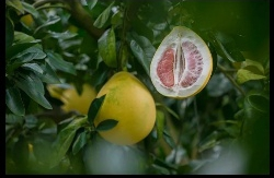 Pomelo